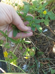 Potentilla norvegica