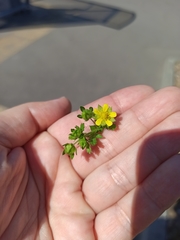 Potentilla norvegica
