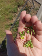 Potentilla norvegica