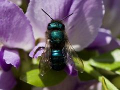 Osmia ribifloris ribifloris