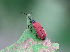 Pyropterus nigroruber