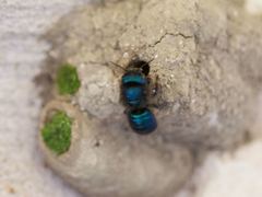 Osmia ribifloris ribifloris