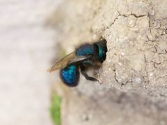 Osmia ribifloris ribifloris