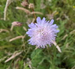 Knautia arvensis