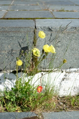Papaver nudicaule