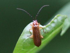 Rhagonycha nigriceps