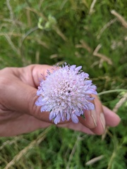 Knautia arvensis