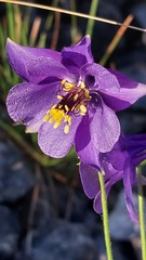 Aquilegia confusa