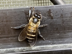 Apis dorsata breviligula