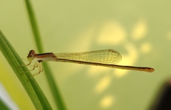 Agriocnemis pygmaea