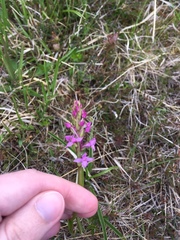 Gymnadenia borealis