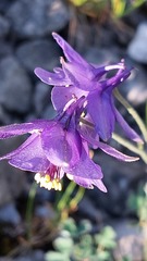 Aquilegia confusa