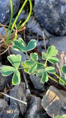 Aquilegia confusa