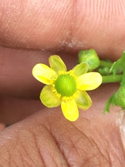 Ranunculus sceleratus multifidus