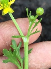 Ranunculus sceleratus multifidus