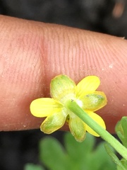 Ranunculus sceleratus multifidus