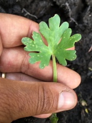 Ranunculus sceleratus multifidus