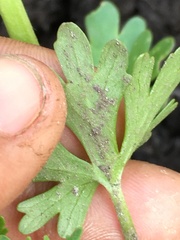 Ranunculus sceleratus multifidus