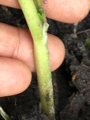 Ranunculus sceleratus multifidus