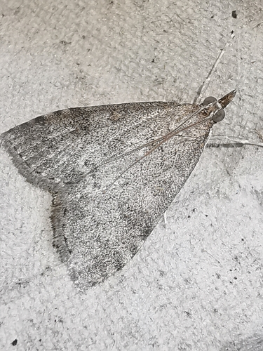 Dusky Pearl, photo 5 of 10