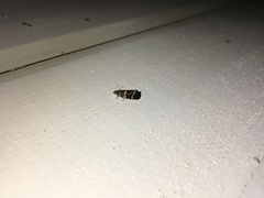 Celypha tiedemanniana