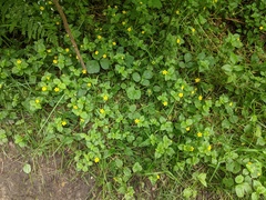 Lysimachia nemorum
