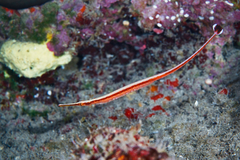 Dunckerocampus baldwini