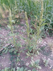 Amaranthus retroflexus