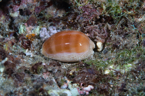 Cypraea carneola observed 2021-07-03