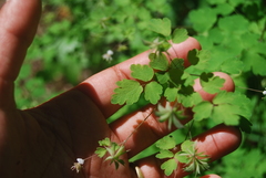 Thalictrum sparsiflorum richardsonii