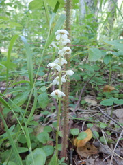 Pyrola dahurica