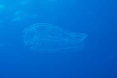 Salpinae