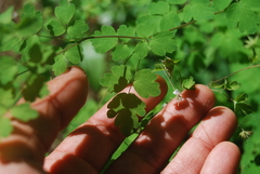 Thalictrum sparsiflorum richardsonii