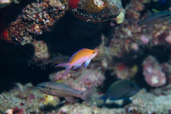 Nemanthias bicolor