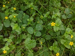 Lysimachia nemorum