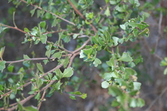 Dodonaea triangularis