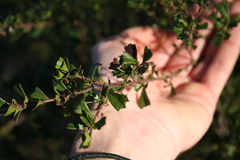 Dodonaea triangularis