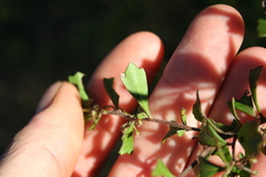 Dodonaea triangularis