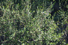 Dodonaea triangularis