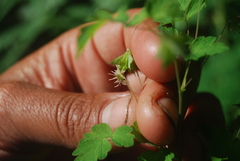 Thalictrum sparsiflorum richardsonii