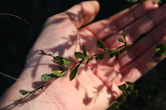 Dodonaea triangularis