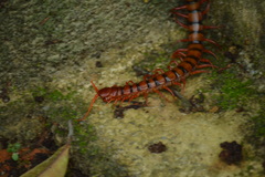 Scolopendra dehaani