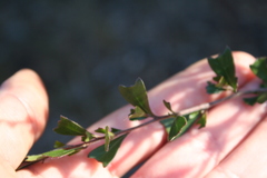 Dodonaea triangularis