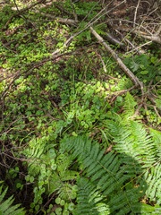 Carex sylvatica