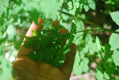 Thalictrum sparsiflorum richardsonii