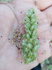 Amaranthus retroflexus