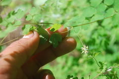 Thalictrum sparsiflorum richardsonii