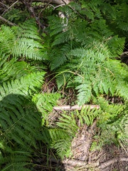 Carex sylvatica
