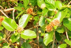 Mitragyna parvifolia