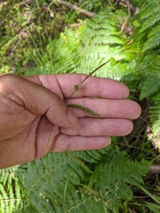 Carex sylvatica